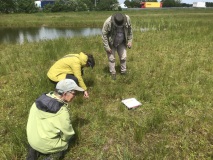 Planten inventarisatie