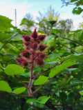 Planten wandeling Herpt