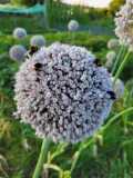 Planten wandeling Herpt
