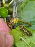 Steenrode heidelibel