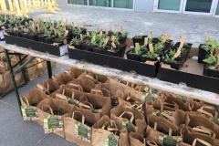 Vliedberg af te halen plantjes van Goede-planten uit Haarsteeg