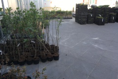 Vliedberg af te halen struiken en bodembedekkers