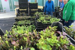 Vliedberg af te halen bodembedekkers en bloeiers