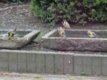 Putters komen drinken