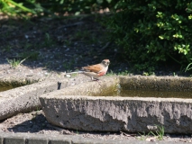 Kneu bij vogeldrinkbak