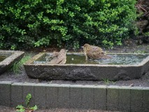 Zanglijsters komen drinken