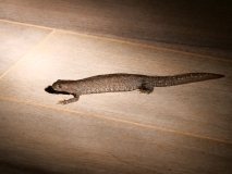 Kamsalamander