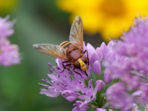 Stadsreus op een allium