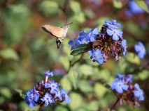 Kolibrievlinder op loodkruid