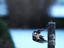 Grote bonte specht