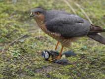 Sperwer met prooi