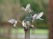 Huismussen bij vetbol