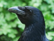 Zwarte kraai