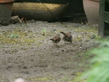 Heggenmus
