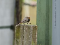 Zwarte roodstaart met jongen