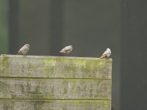 Zwarte roodstaart met jongen