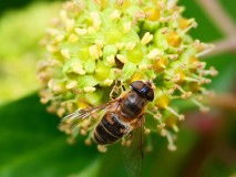Kegelbijvlieg op hedera