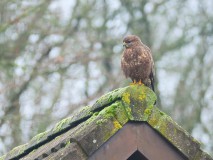 Buizerd