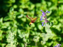 Glasvleugelpijlstaart