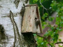 Boomkruipers in nestkastje