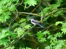 Staartmees met snavel vol voer