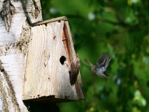 Boomkruipers in nestkastje