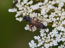 Gewone keverdoder