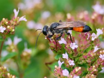 Sabelsprinkhanendoder