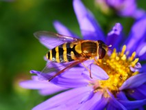 Bessenbandzweefvlieg