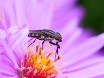 Sprinkhaanvlieg, vrouw