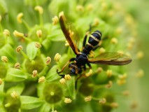 Duistere wespblaaskop