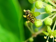 Bretelwimperzweefvlieg