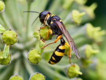 Gewone vliegendoder op Hedera