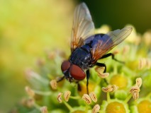Phasia aurigera, vrouw