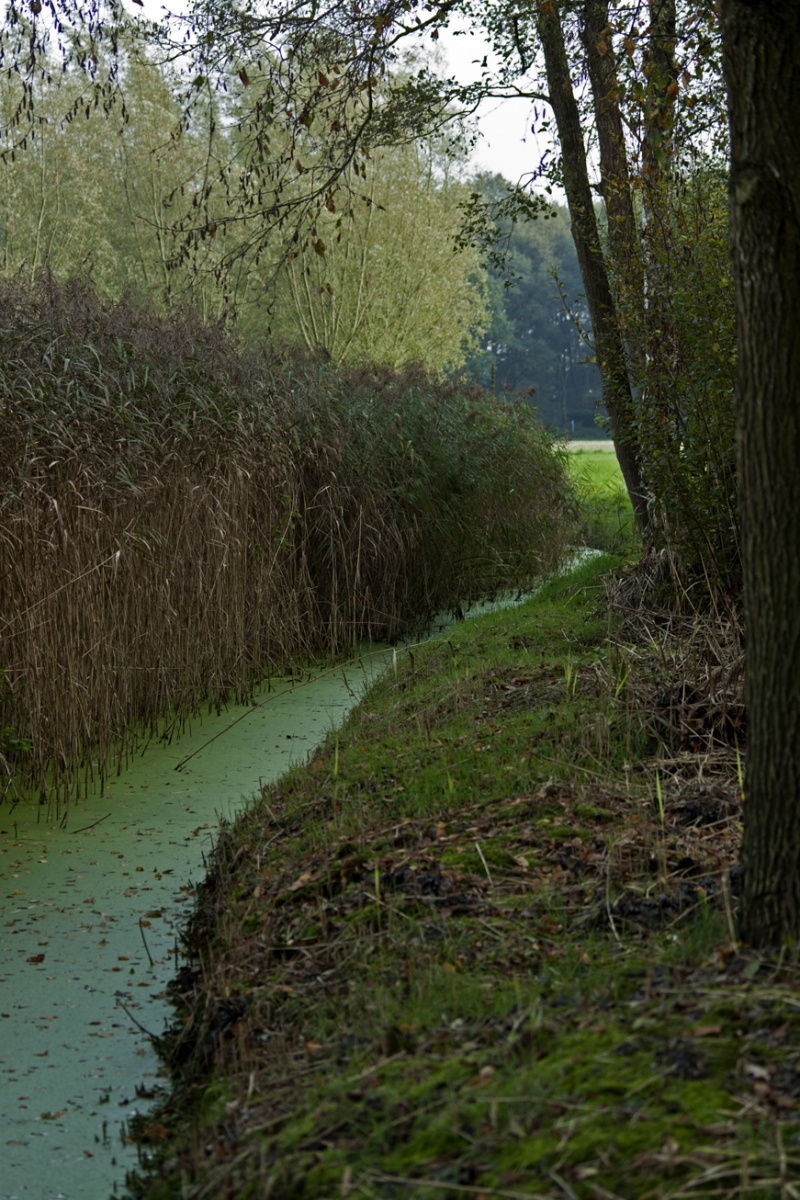 Sloot achter langs de Eendenkooi