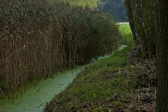 Sloot achter langs de Eendenkooi
