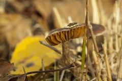 Grofplaatrussula Grofplaatrussula