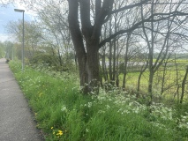 Zuid berm van de Spoordijk