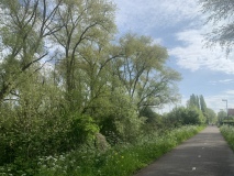 Noord berm van de Spoordijk