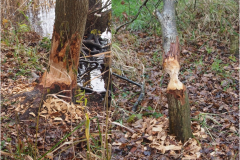 Haarsteegse Wiel