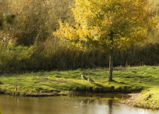 Nijlganzen plas naast de wiel