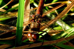 Bloedrode heidelibel