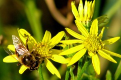 Jacobskruiskruid met blinde bij
