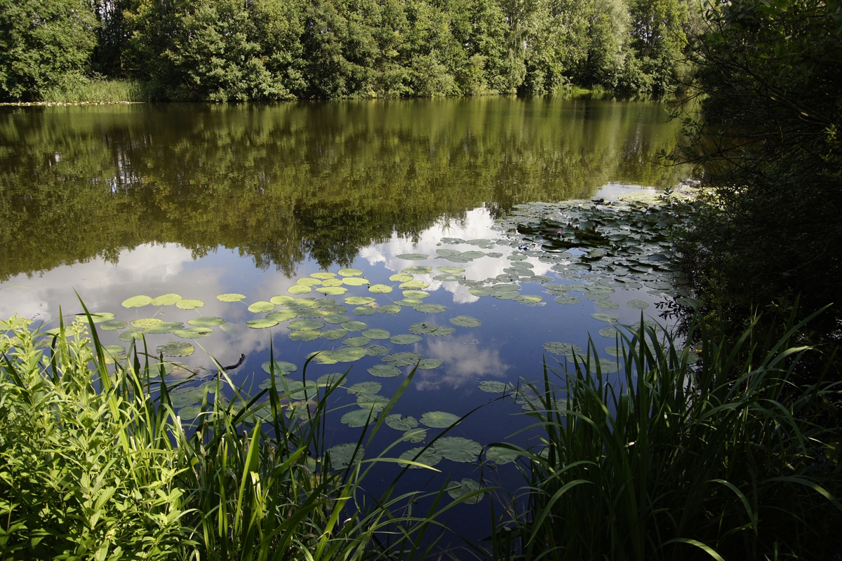 Visvijver met gele plomp en waterlelie