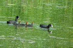 Meerkoeten Meerkoeten