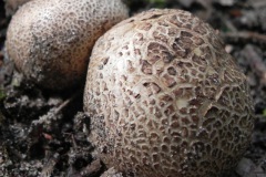 Gele aardappelbovist