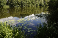 Visvijver met gele plomp en waterlelie