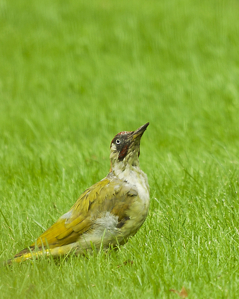 Groene Specht