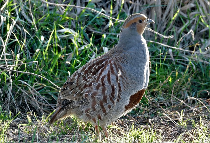 Patrijs