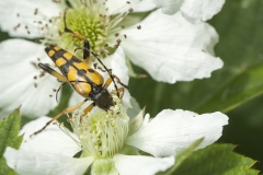 Geringelde smalboktor Geringelde smalboktor